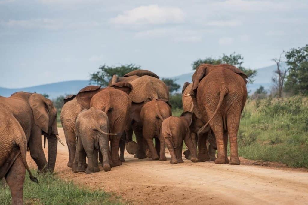 Elephants Elephants