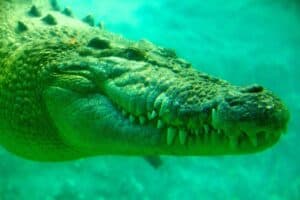 Alligator Vs. Crocodile - Which Is More Dangerous?