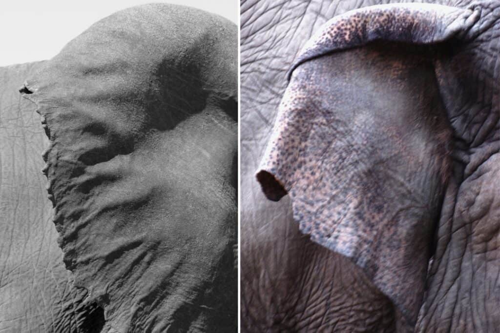 Unveiling the Mystery Why Do Elephants Flap Their Ears? Nature and