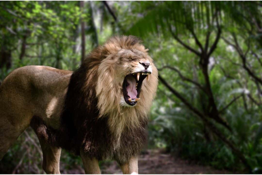 Are Lions Friendly? Unmasking The King Of The Jungle