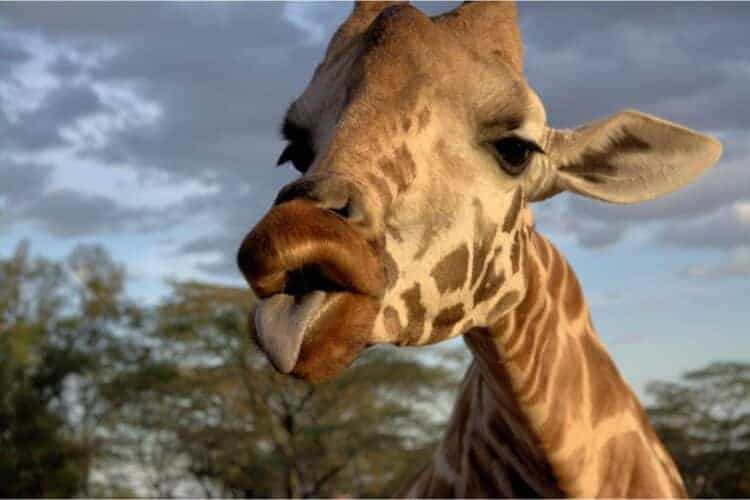 What Color is a Giraffe’s Tongue? Unveiling the Mystery Nature and