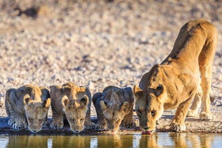 How Lions Survive Without Hibernation in Their Natural Habitat