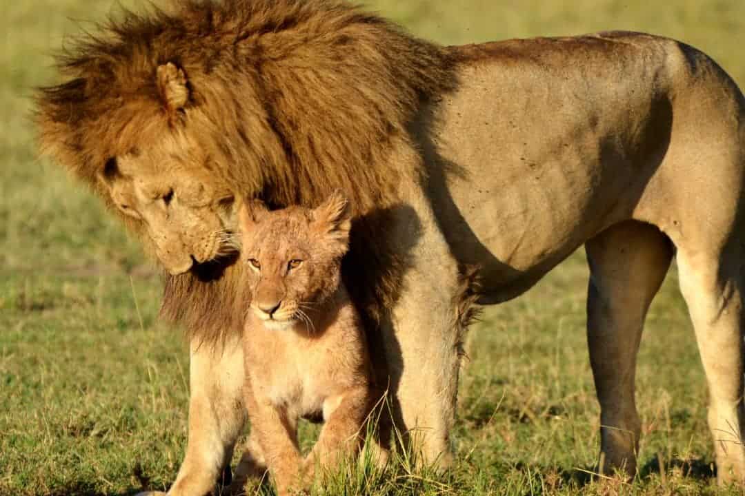 Do Lions Hibernate? Unraveling The Truth