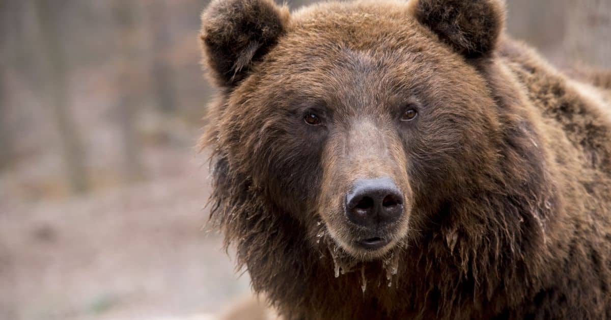 Are there bears in Scotland? Unlocking the Mystery Nature and Wildlife TV Explore & Learn