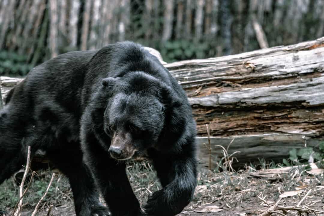 Are there bears in Scotland? Unlocking the Mystery Nature and Wildlife TV Explore & Learn
