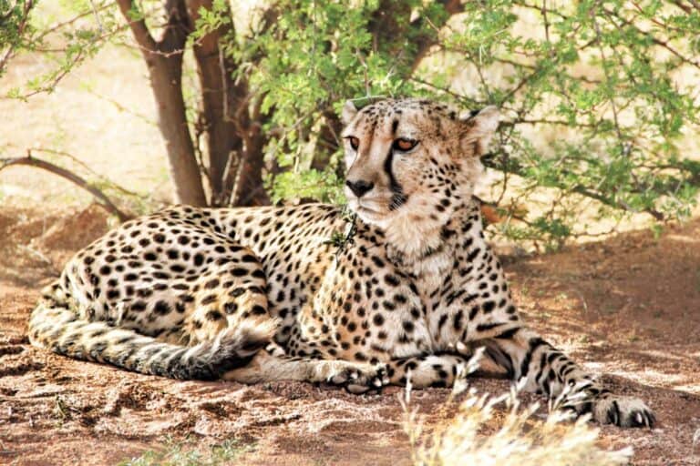 Debunking the Myth: Are Cheetahs Friendly?