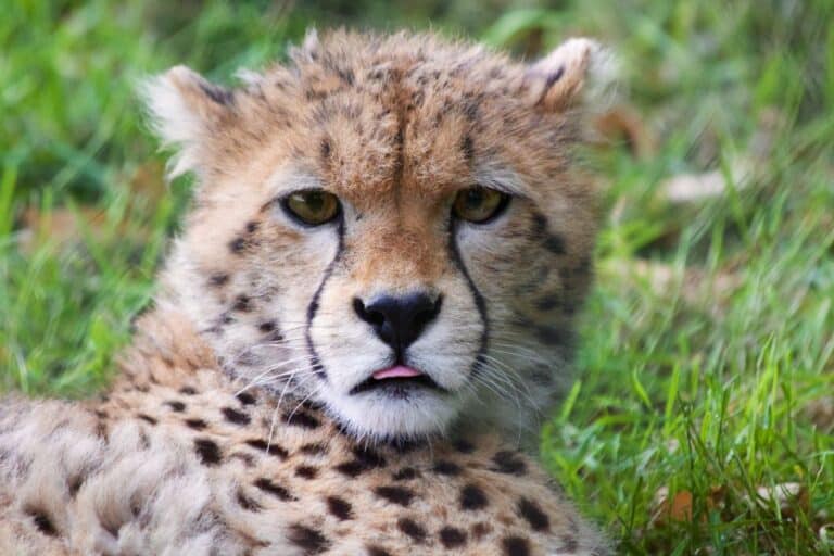Debunking the Myth: Are Cheetahs Friendly?
