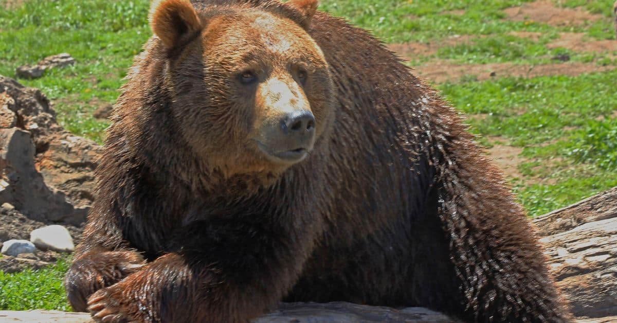 Are There Grizzly Bears in Idaho? Embracing Idaho's Wild Heart Nature