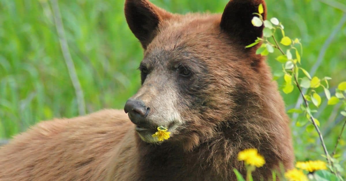 Do bears like honey? Unveiling the Bear's Culinary Secrets - Nature and