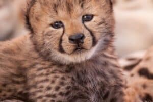 What color is a cheetah? Unmasking the Cheetah's Dazzling Coat - Nature ...