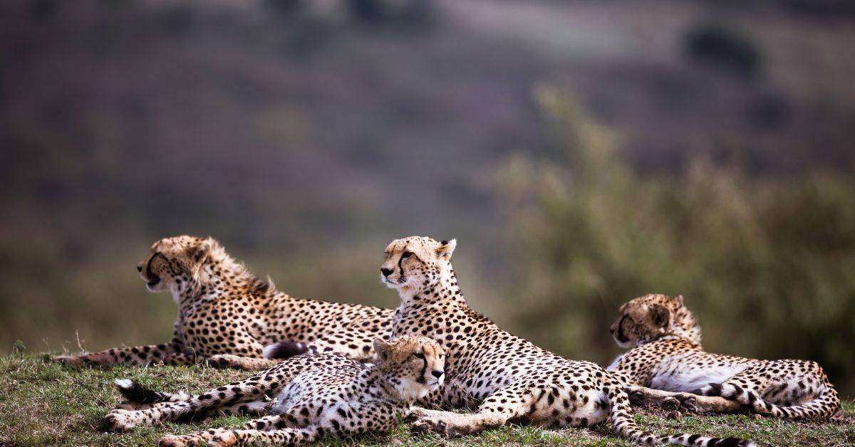 What is a group of cheetahs called? Unraveling the Secrets Nature and