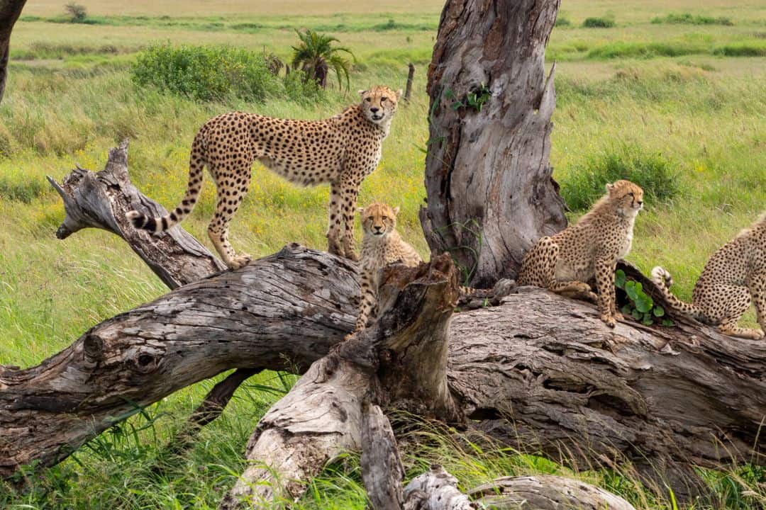 What is a group of cheetahs called? Unraveling the Secrets Nature and