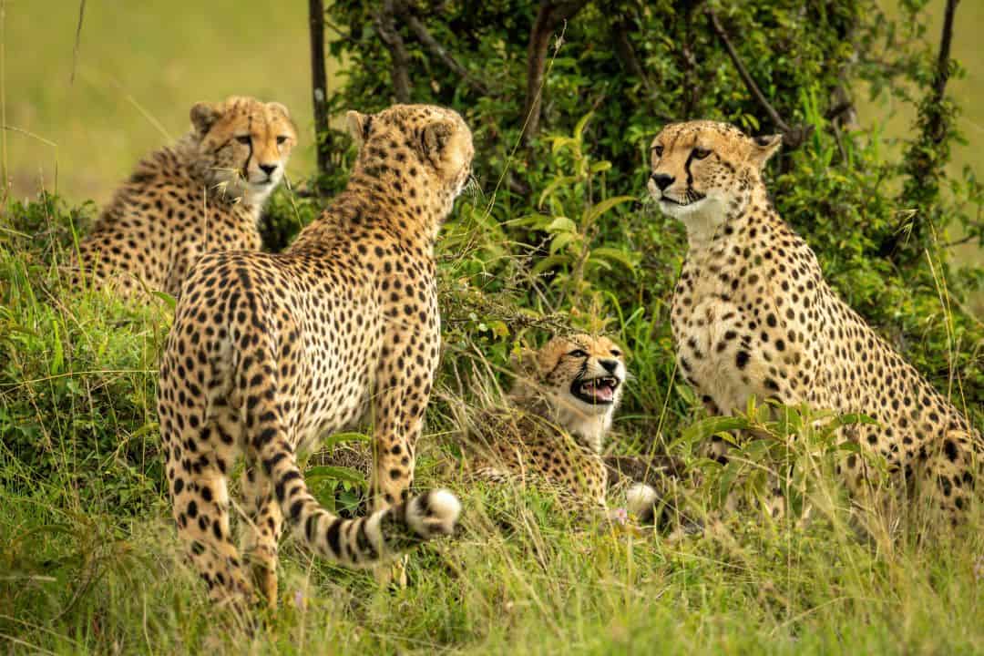 What is a group of cheetahs called? Unraveling the Secrets Nature and