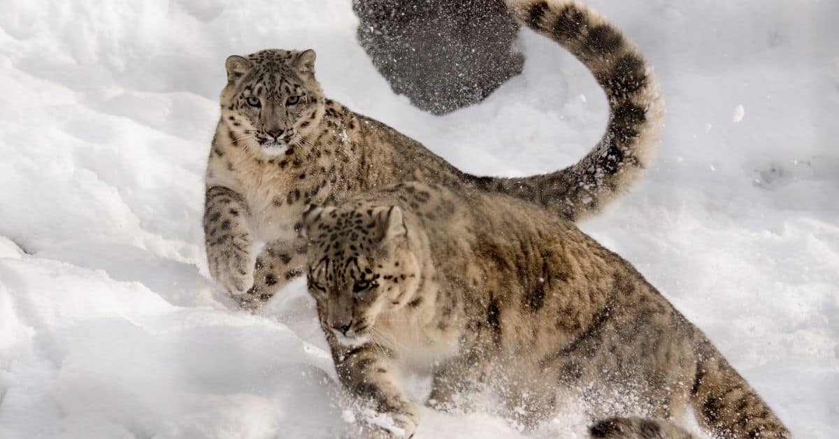 Where do snow leopards live? Unraveling the Secrets