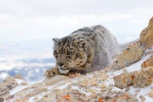 Where do snow leopards live? Unraveling the Secrets