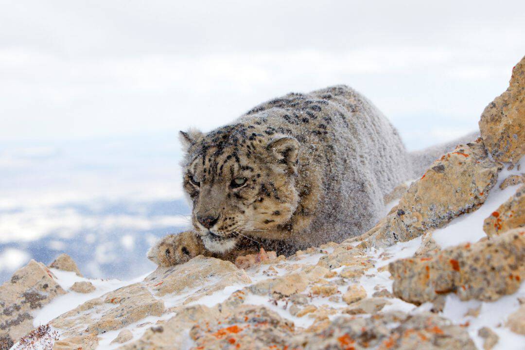 Where do snow leopards live? Unraveling the Secrets
