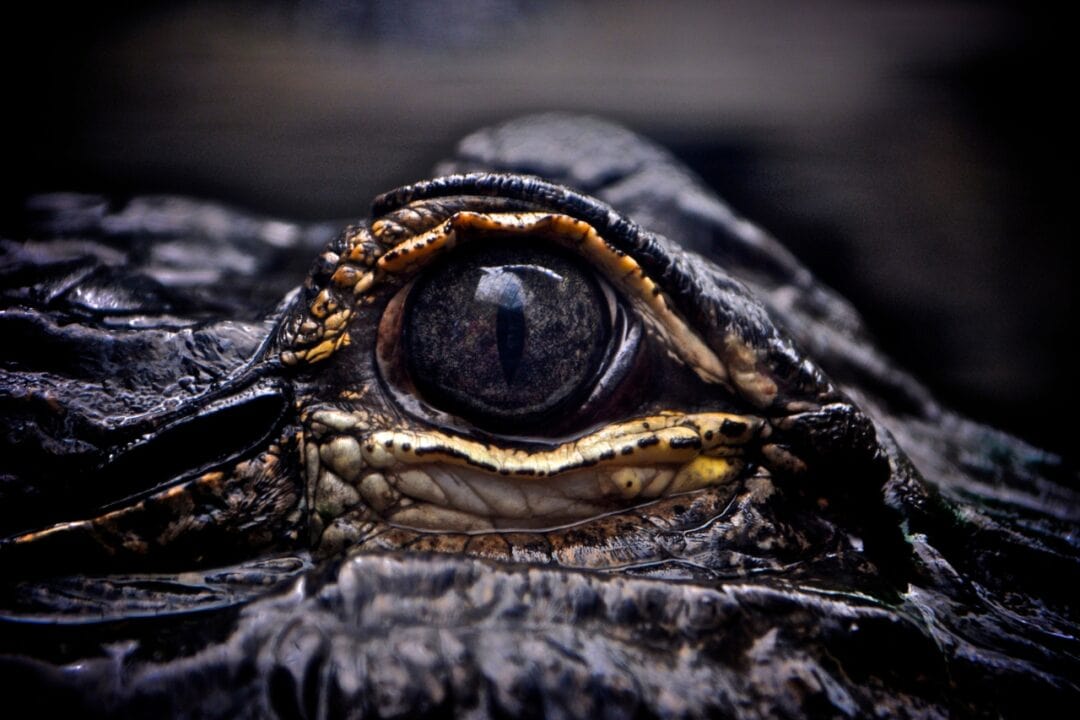 A Closer Look: Do Alligators Have Good Eyesight?