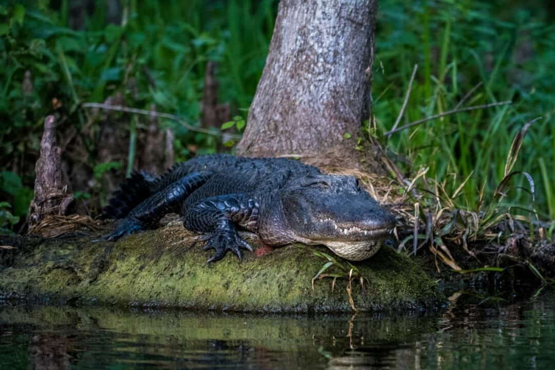 Alligators(03)