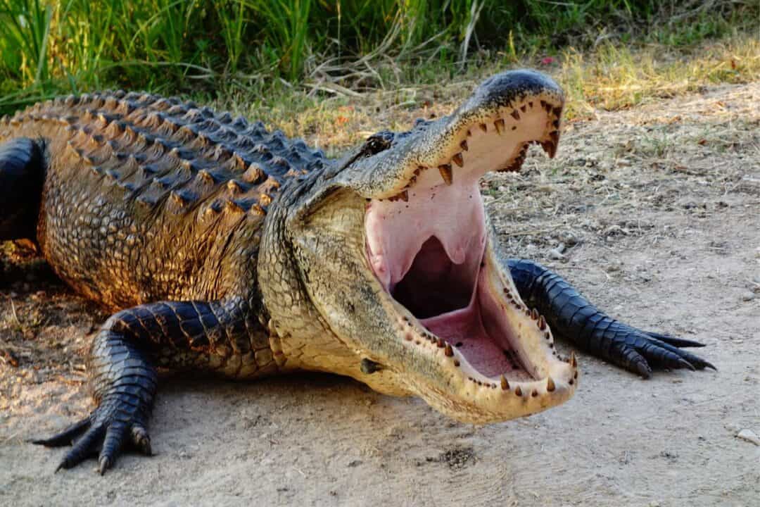 Do Alligators Eat People? The Reality of Human Predation - Nature and