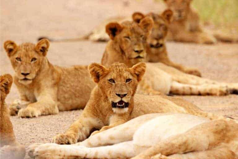 Do Lions Mate With Their Daughters? The Shocking Answer